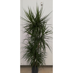 Dracaena marginata 4 troncs...