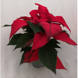 Poinsettia Ø 10.5 cm