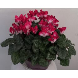 Cyclamen Coupe couleur de...