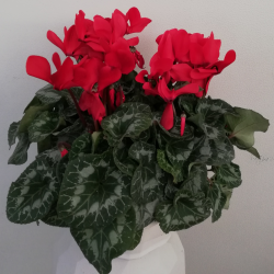 Cyclamen Coupe couleur de...