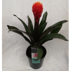 Guzmania Ø 13 cm Hope et...