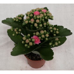 Kalanchoe double Ø6/7 cm