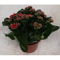 Kalanchoe Ø 15 cm double