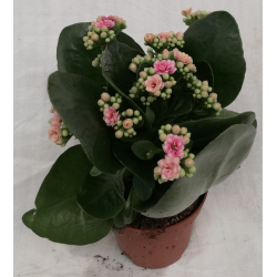 Kalanchoe double Ø10.5 cm