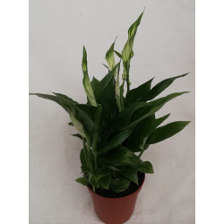 Spathiphyllum Ø 9/10.5 cm