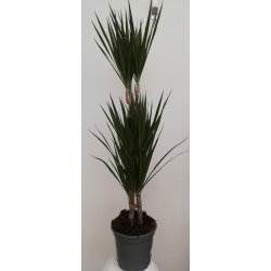 Dracaena marginata hauteur...