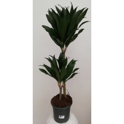 Dracaena compacta hauteur...