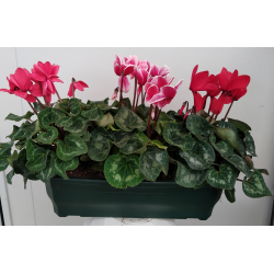 Cyclamen Jardinière de 50...