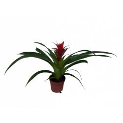 Bromelia variées Ø 9 cm