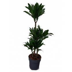 Dracaena compacta 3 troncs...