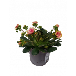 Lewisia pot de 10.5 cm