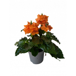 Crossandra Ø 9 cm