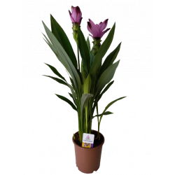 Curcuma Ø 15 cm