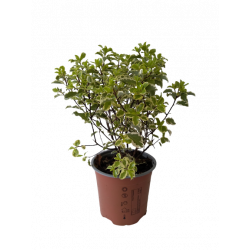 Pittoporum pot de 13 cm