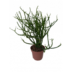 Euphorbia tirucalli hauteur...