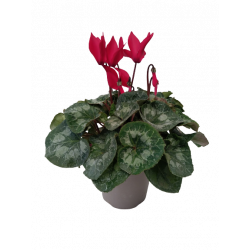 Cyclamen traditionnel pot...