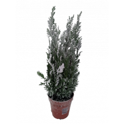 Sapin neige Ø 13 cm *TVA 20%