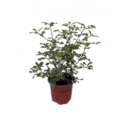 Pittosporum pot de 11 cm