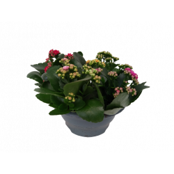 Kalanchoe coupe double ou...