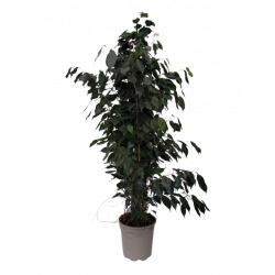 Ficus Danielle Hauteur 1m...