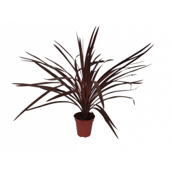 Cordyline Red star Ø 13 cm