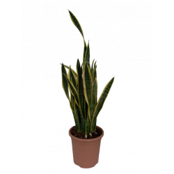 Sansevieria hauteur 80-90...