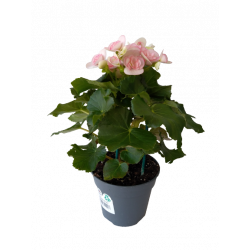 Begonia d'intérieur Ø 15 cm