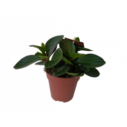 Peperomia red canyon pot de...