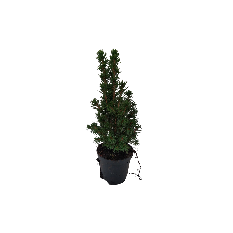 Picea Glauca Conica Pot Ø 11 Cm