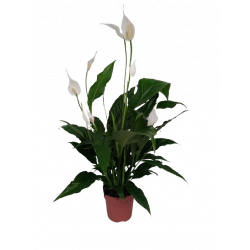 Spathiphyllum pot de 13 cm