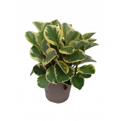 Peperomia variées pot de Ø...