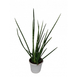 Sansevieria vert cylindrica...