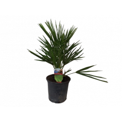 Chamaerops humilis pot de...