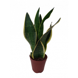 Sansevieria hauteur pot Ø...