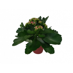 Kalanchoe double Ø 8 cm