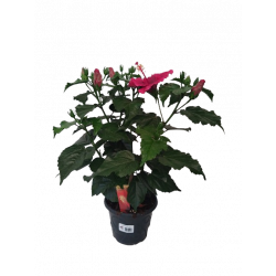 Hibiscus pot Ø 19 cm pot déco