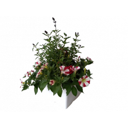 Mélange de 4 plantes bac 25 cm