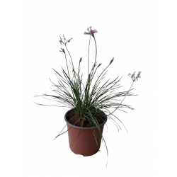 Tulbaghia pot Ø 19 cm