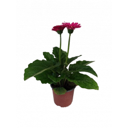 Gerbera garvinea vivace pot...