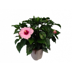 Hibiscus pot Ø 18-19 cm