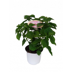 Hibiscus moscheutos pot Ø 5L