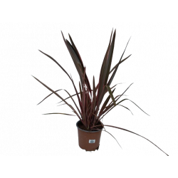 Phormium pot de 19 cm