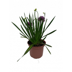 Allium lavender bubbles pot...