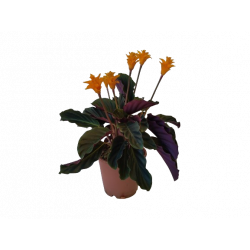 Calathea crocata pot de 14 cm