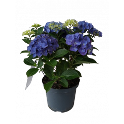 Hortensia extérieur Ø 23 cm...