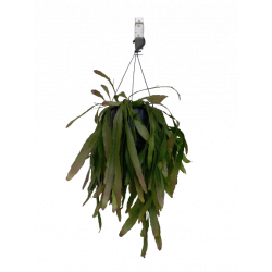 Rhipsalis variées pot...