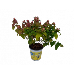 Hypericum inodorum pot de...