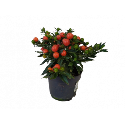 Solanum pot de 17 cm HT...