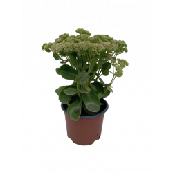 Sedum Herbstfreude rose pot...