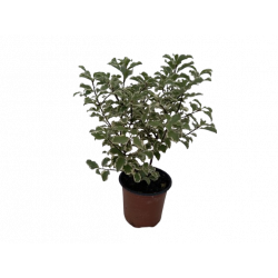 Pittoporum pot de 9 cm